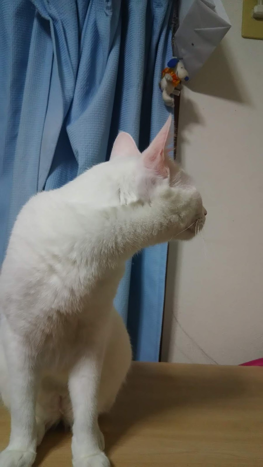 昔の自分を助けたい 我が家に住み着いた 要領の良い猫