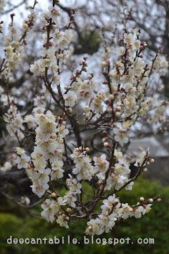 Plum Blossom di Dazaifu Shrine, Fukuoka