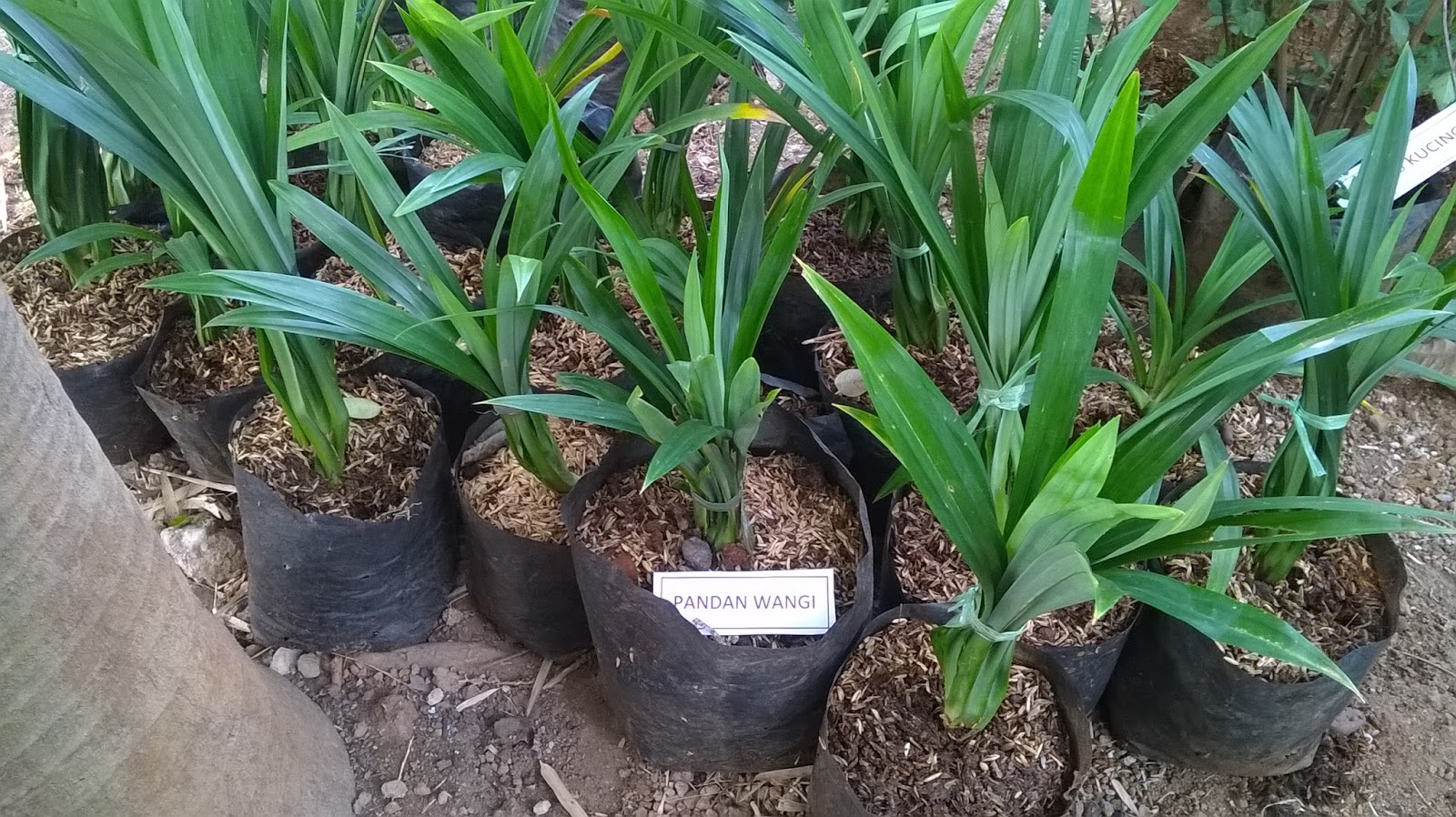 Desain Taman Apotik Hidup | Design Rumah Sederhana