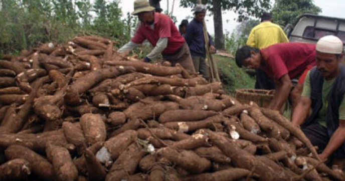 LIST HARGA JUAL SINGKONG UBI KAYU | Hasil Bumi Indonesia