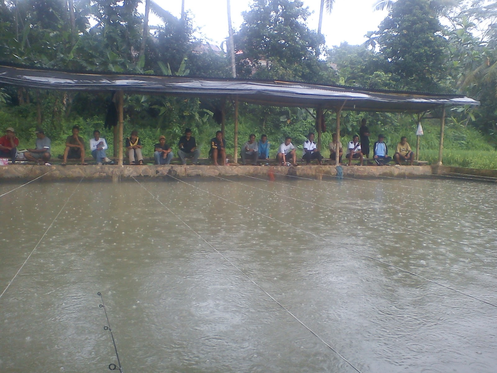 Pahami Umpan Ikan Mas Harian Musim Hujan ~ Resep Umpan ...