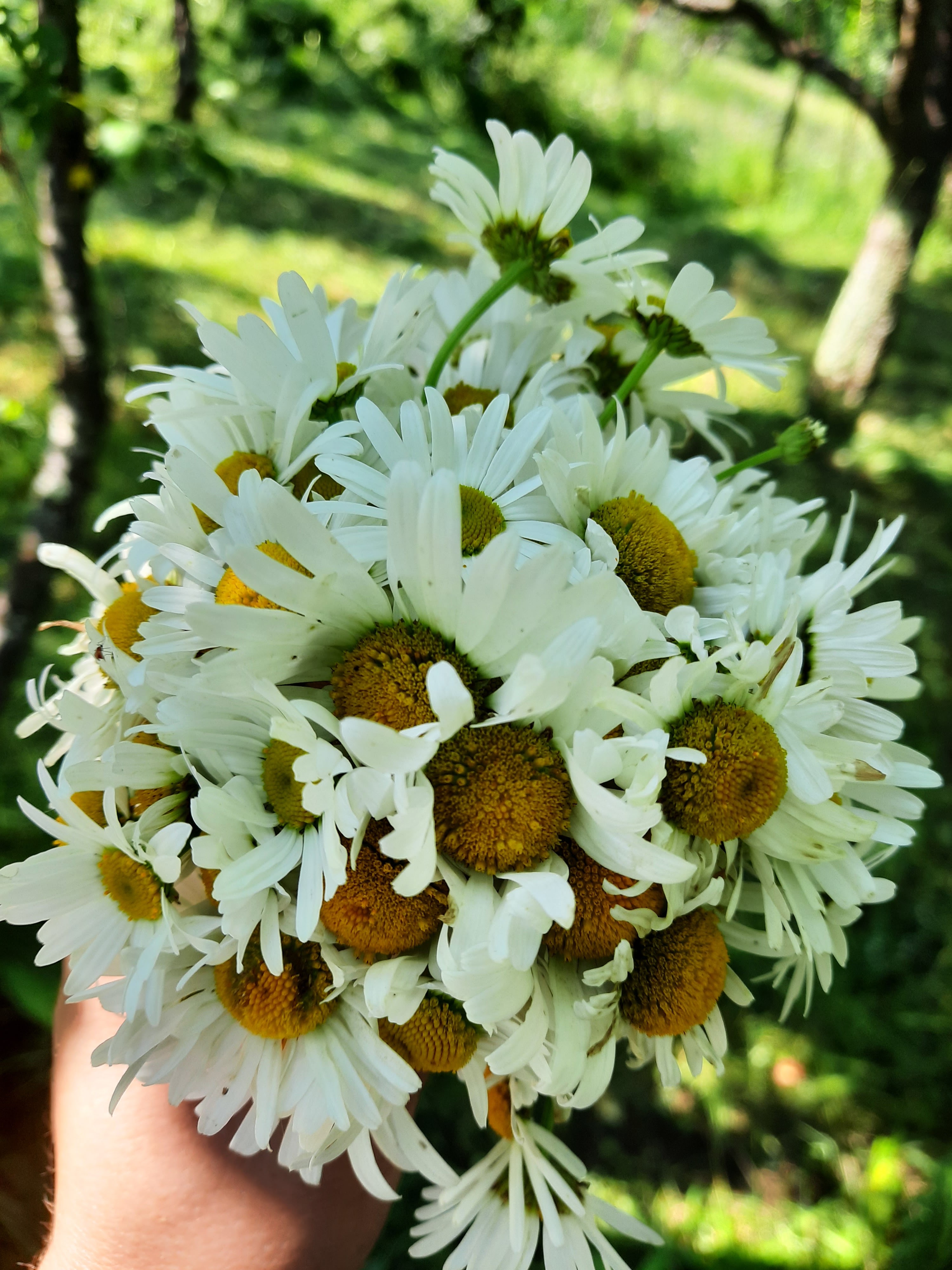 THE FOUR SEASONS Summer flowers