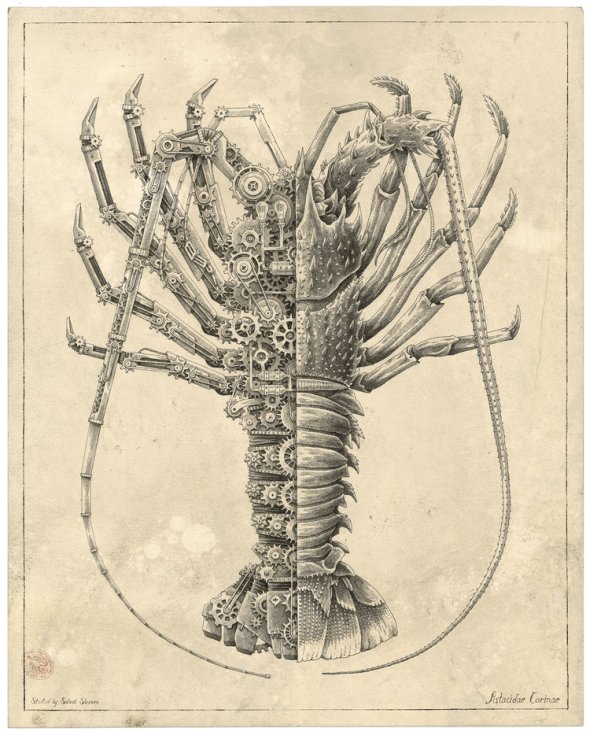 Steeven Salvat ilustrações mecânicas biológicas de animais crustáceos desenhos científicos vintage