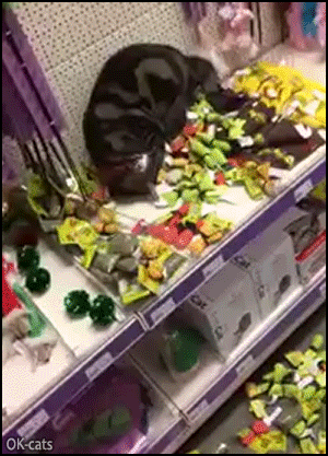 Crazy Cat GIF • Lost cat rolling around in catnip toys in pet Store ► He found the cat paradise!