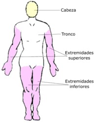 estructura del cuerpo humano