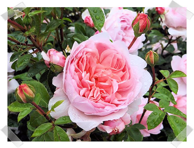 Rose 'Wild Eve' Rose 'Wild Eve'