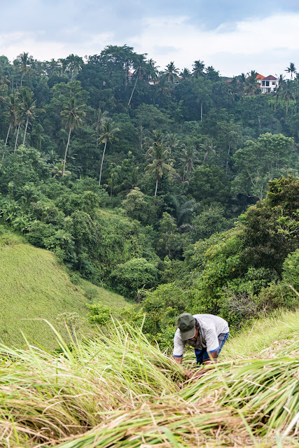 Campuhan - Ubud - Bali