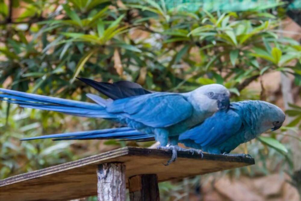 Spix’s macaw in inexperienced tree