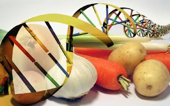 Os OGMs estão nos matando: fatos que ninguém esta falando