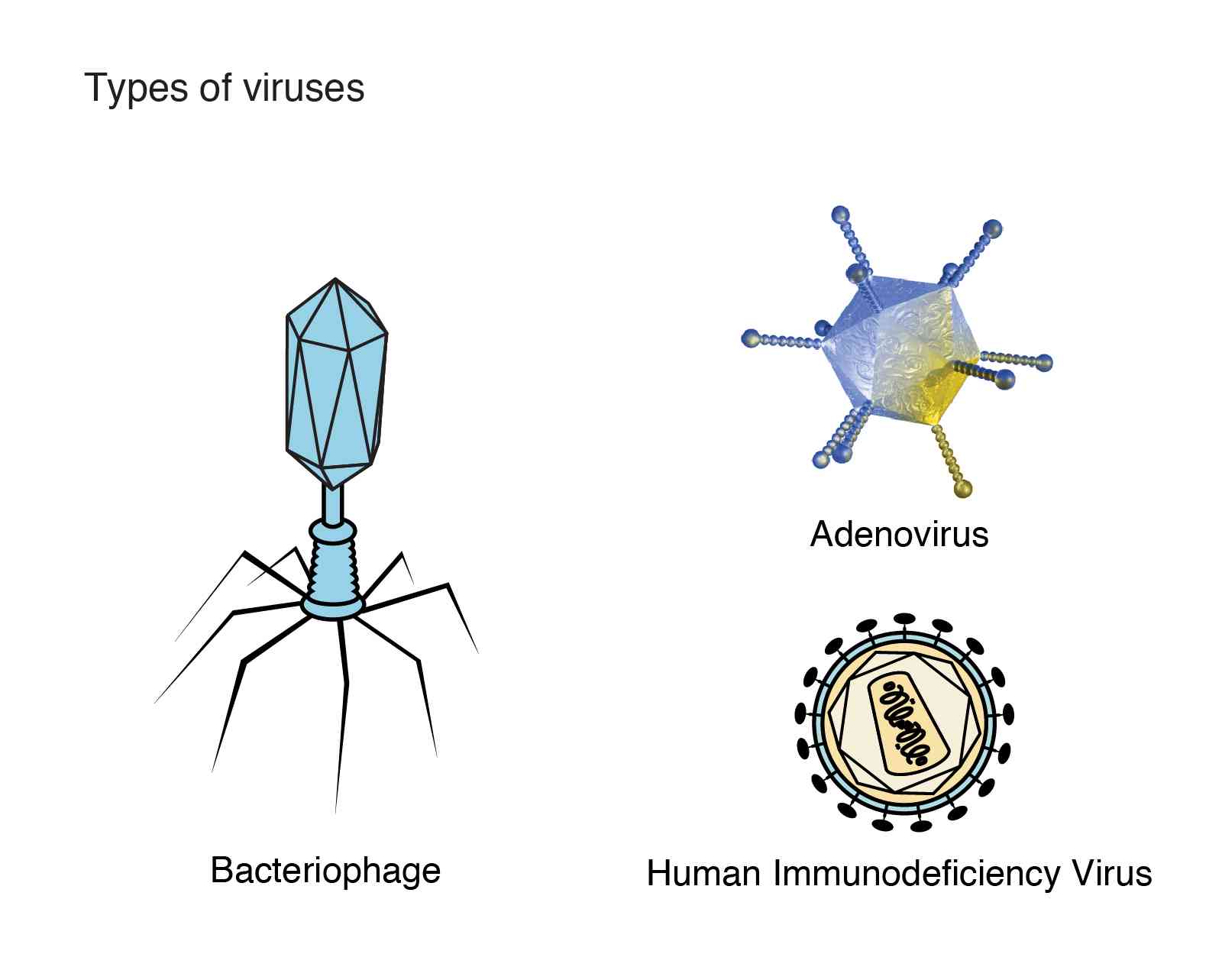 Types of viruses. Вирус. Вирус аденовирус. Вирус рисунок.