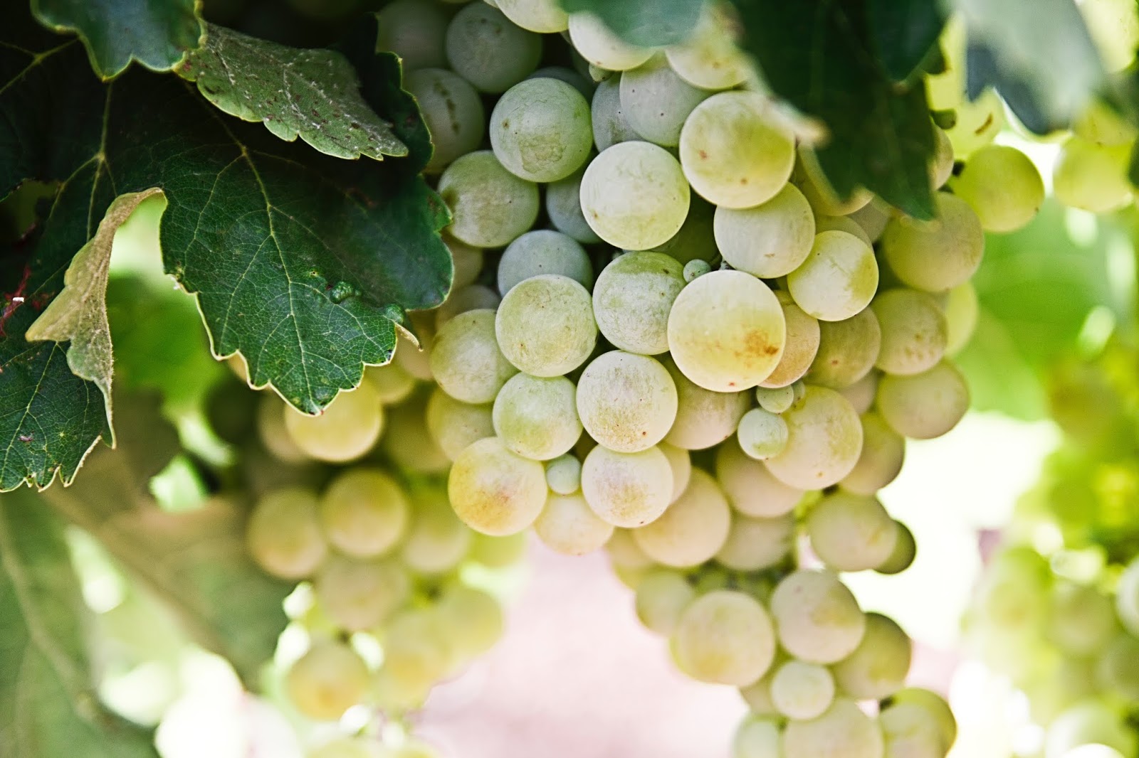 10 Benefits of Green Grapes Are Green Grapes Good For You?