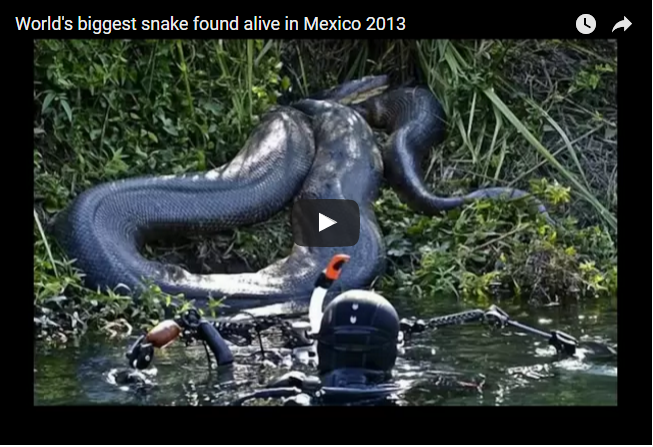 Giant Anaconda Attack Human Real Fight | Snake Vs Human | EXCLUSIVE