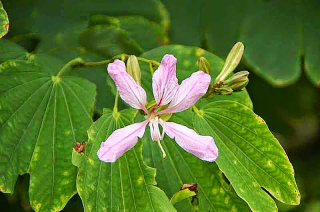 Orhid Tree, flower, leaves