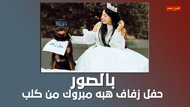 هبة مبروك تثير الجدل وتتزوج من كلب