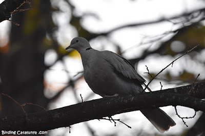 Tórtora turca (Streptopelia decaocto)