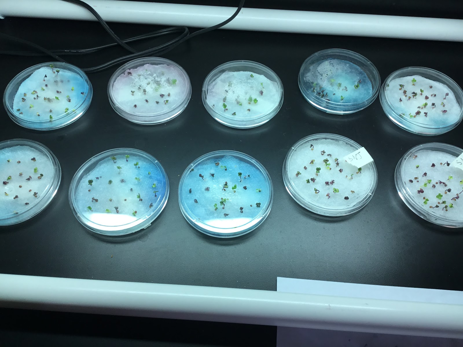 Biology by the Math Mom: Mendelian Genetics with Fastplants, Corn on