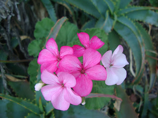 catalina island flowers