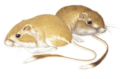 Desert Kangaroo Rat