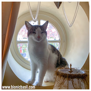 Melvyn in The Round Window @BionicBasil® The Pet Parade