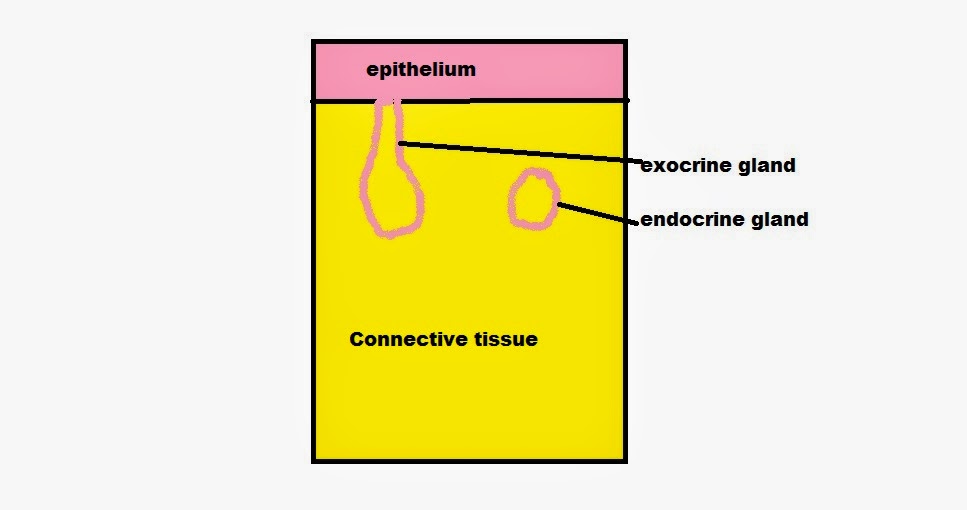 easyhumanatomy Glandular epithelium is developed from covering epithelium
