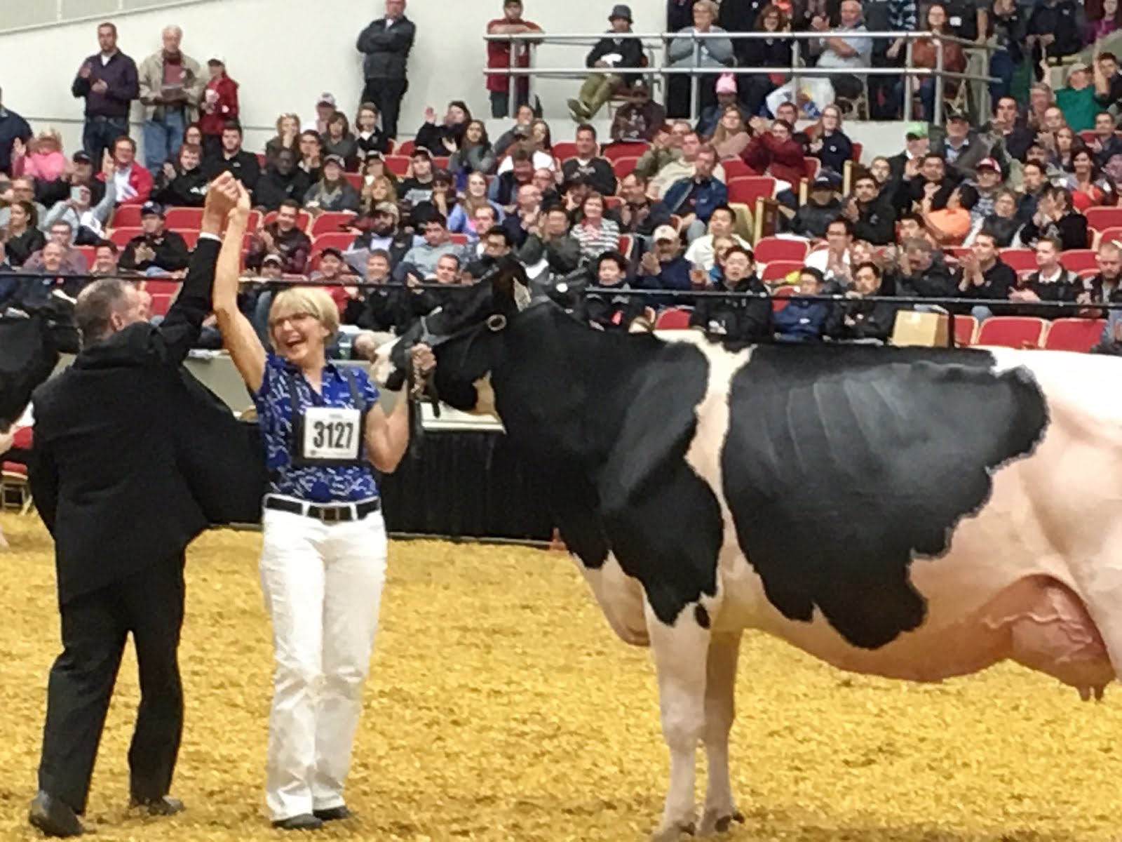 Dairy Good Life: And the crowd roared for the homebred cow [Hoard's ...
