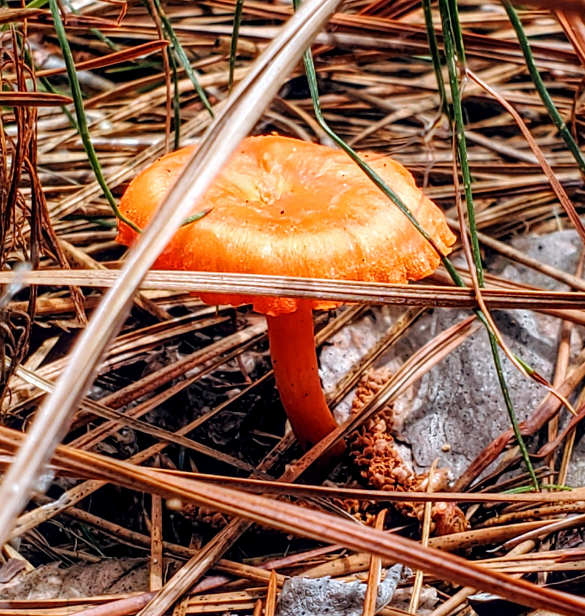The Foraged Foodie How to identify cinnabar chanterelles edible