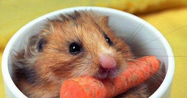 Хомяк с виноградом. Можно хомякам йогурт. Хомячье молоко. Можно хомякам йогурт. Молоко мышей.