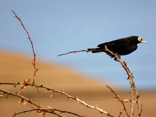 Birds of Patagonia: spectacled tyrant in El Calafate Argentina
