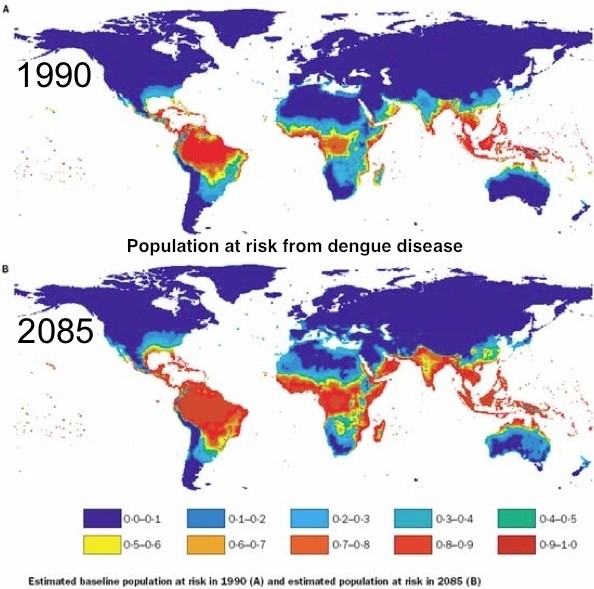 How do urbanization and globalization affect dengue? Dengue Fever