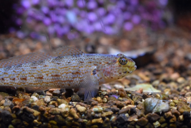ZOOTOGRAFIANDO (6.100 ANIMALS) GOBIO DORADO / GOLDEN GOBY (Gobius auratus)