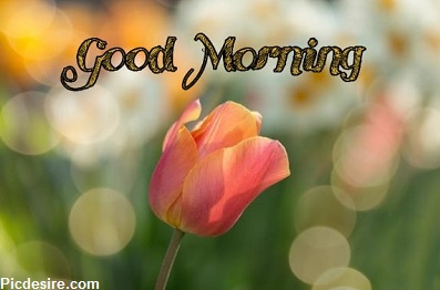 25+ Good morning wishes with Flowers Images 25+ Good morning wishes with Flowers Images