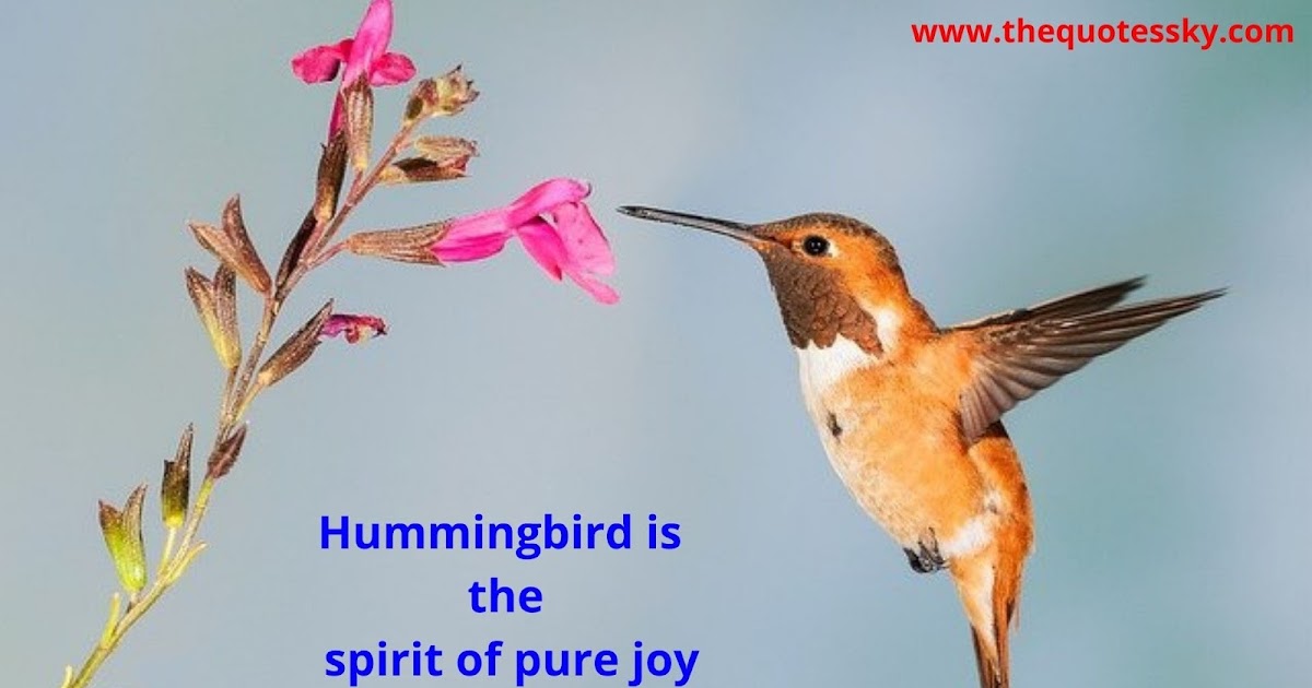 100+ Hummingbird Quotes And Sayings [ 2021 ] The Quotes Sky