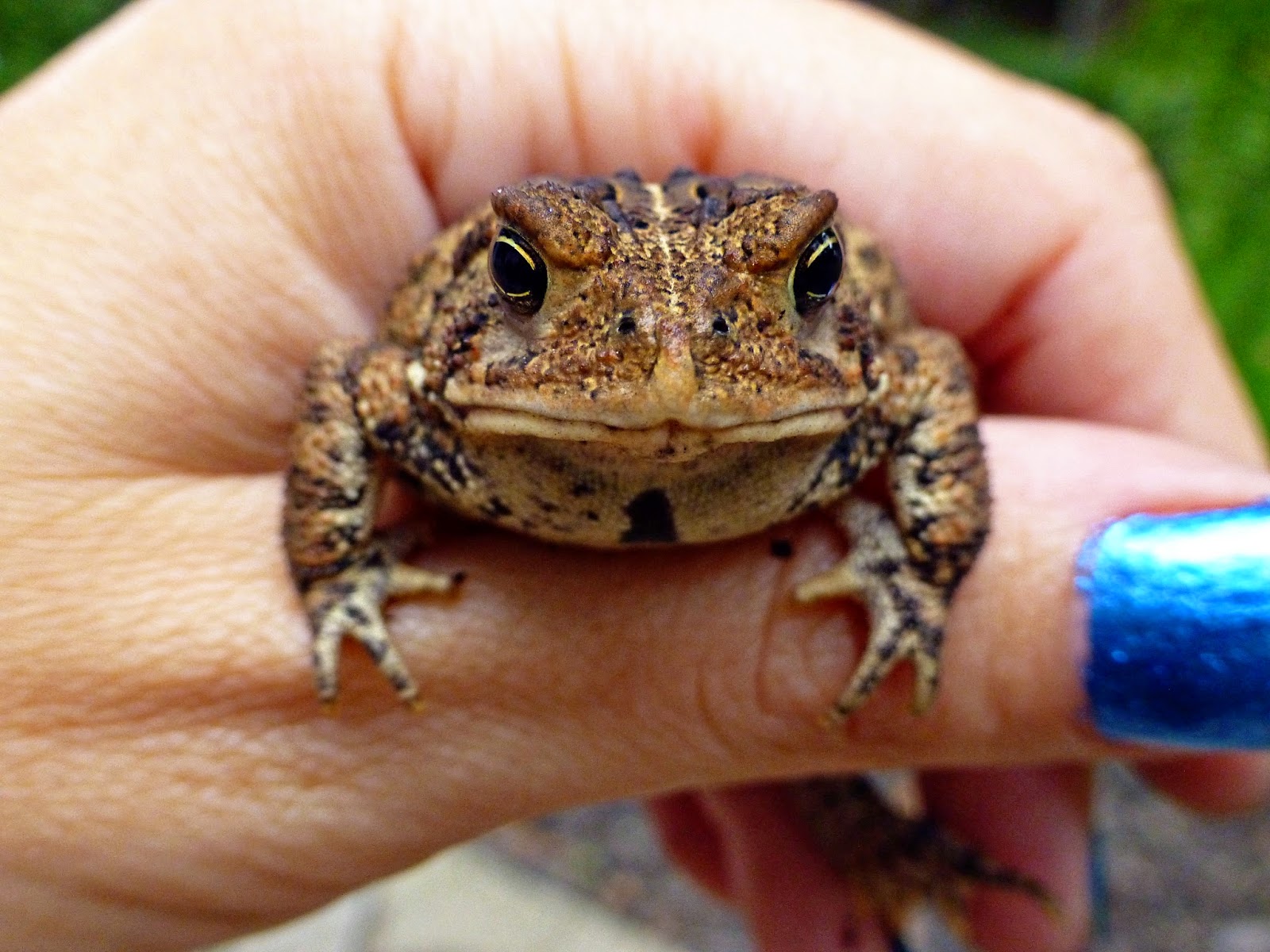 +132 How To Catch A Toad In Your Backyard | Home Decor