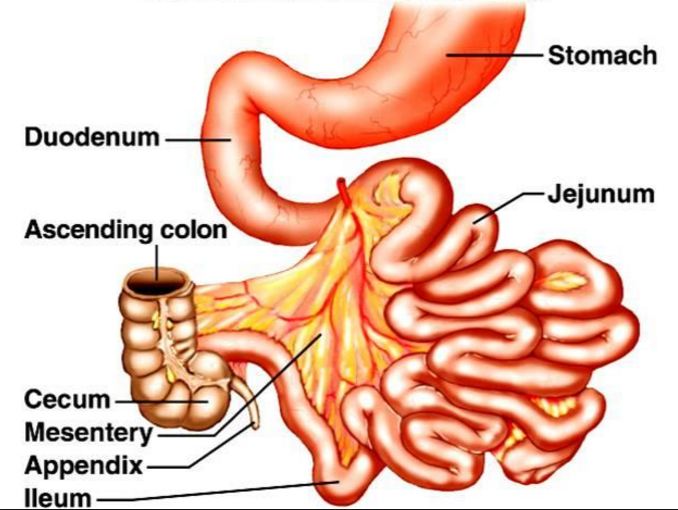 Organ pencernaan manusia yang menghasilkan getah pencernaan adalah