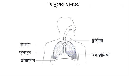 মানবদেহে প্রশ্বাস আর নিশ্বাস প্রক্রিয়া কীভাবে ঘটে । মানুষের শ্বাসতন্ত্র