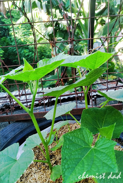 cucumber, how to grow cucumber, tips on urban gardening, urban gardening, urban planting, 