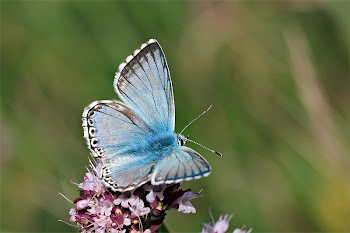 Chalkhill Blue