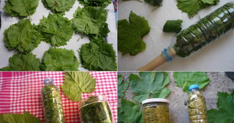 Bozulmadan Asma Yaprağı Saklama Yöntemleri Pratik Tarifim