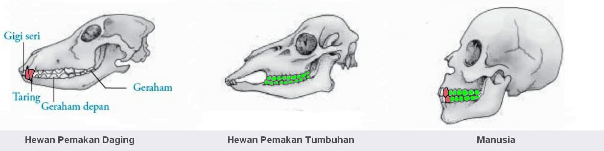 39+ Bentuk Gigi Hewan Karnivora
