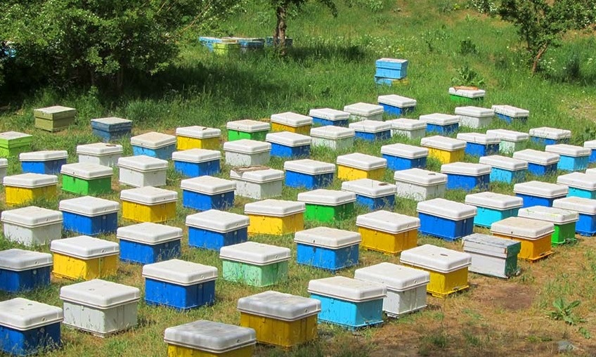 arı kovanı satışı