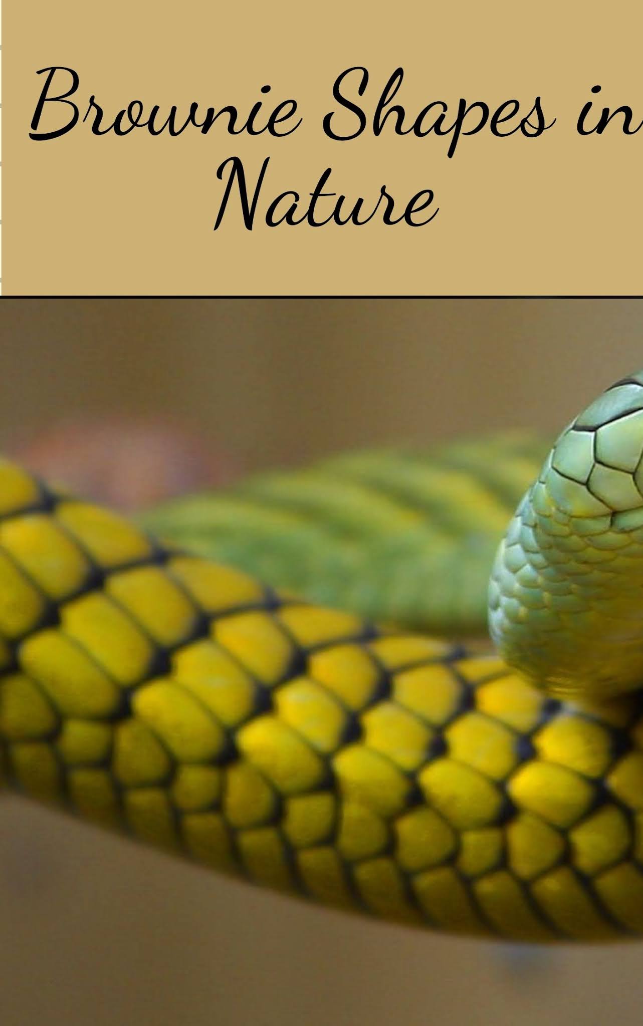 A Girl Scout Leader's Journal New Badge Review Brownie Shapes in Nature