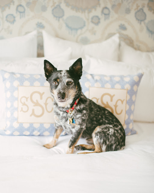 australian cattle dog blue heeler