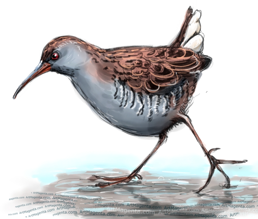 Water Rail sketch painting. Bird art drawing by illustrator Artmagenta