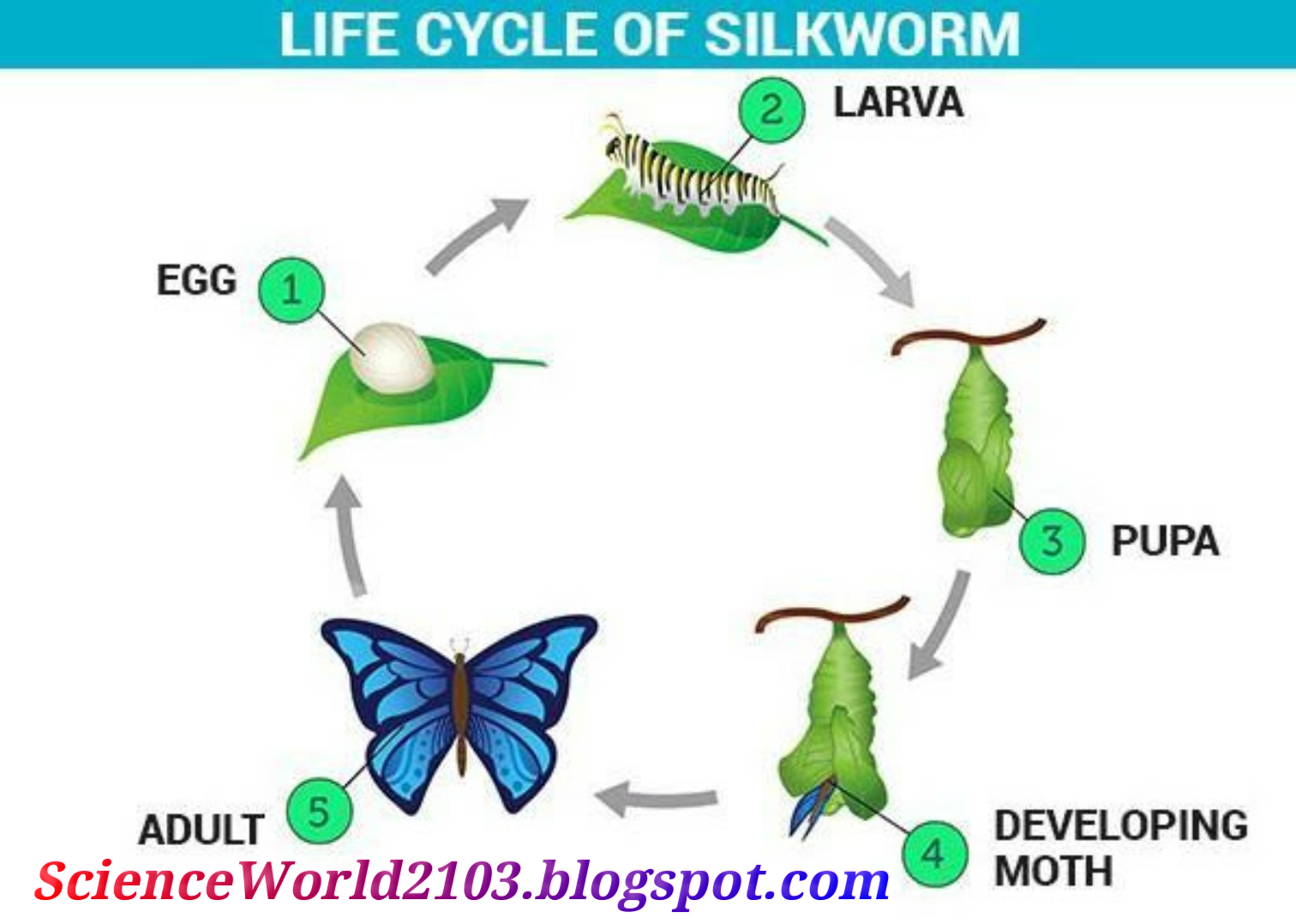 Animal fibre definition and types study science