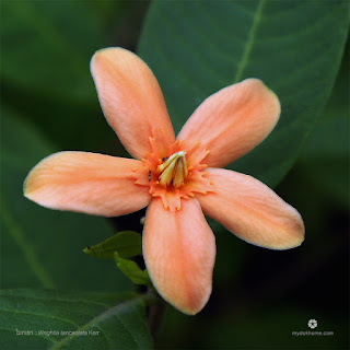 โมกเขา (โมกราชินีดอกส้ม) โมกพื้นเมืองเฉพาะถิ่นของไทย ดอกมีกลิ่นหอมอ่อน