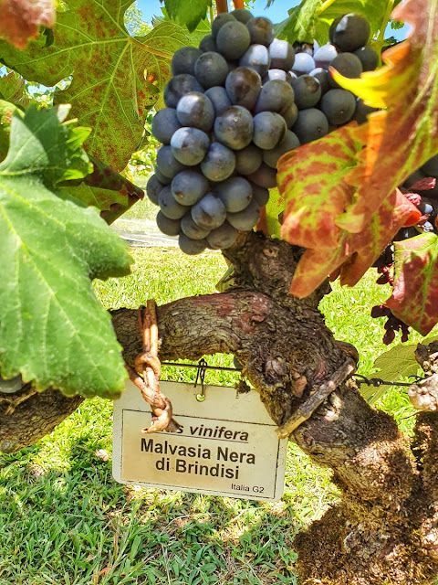 Blog Apaixonados por Viagens - Serra Gaúcha - Vindima - Dal Pizzol Vinhos Finos Blog Apaixonados por Viagens - Serra Gaúcha - Vindima - Dal Pizzol Vinhos Finos
