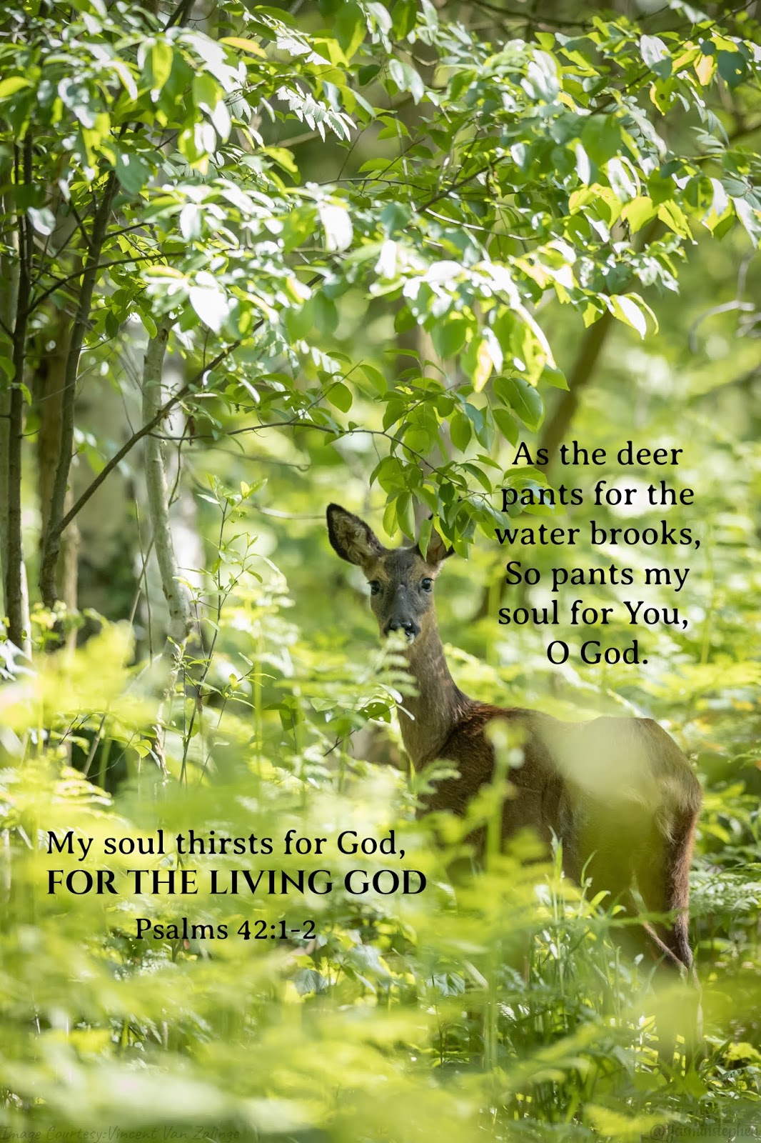 Psalms 42 1 2 psalm-42-1-2-daily-bible-inspirations