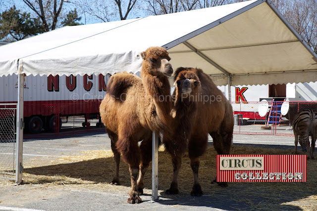 les chameaux du cirque Nock