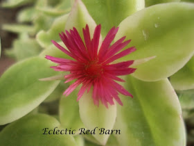 Eclectic Red Barn: Livingstone Daisy - MeZoo Trailing Red