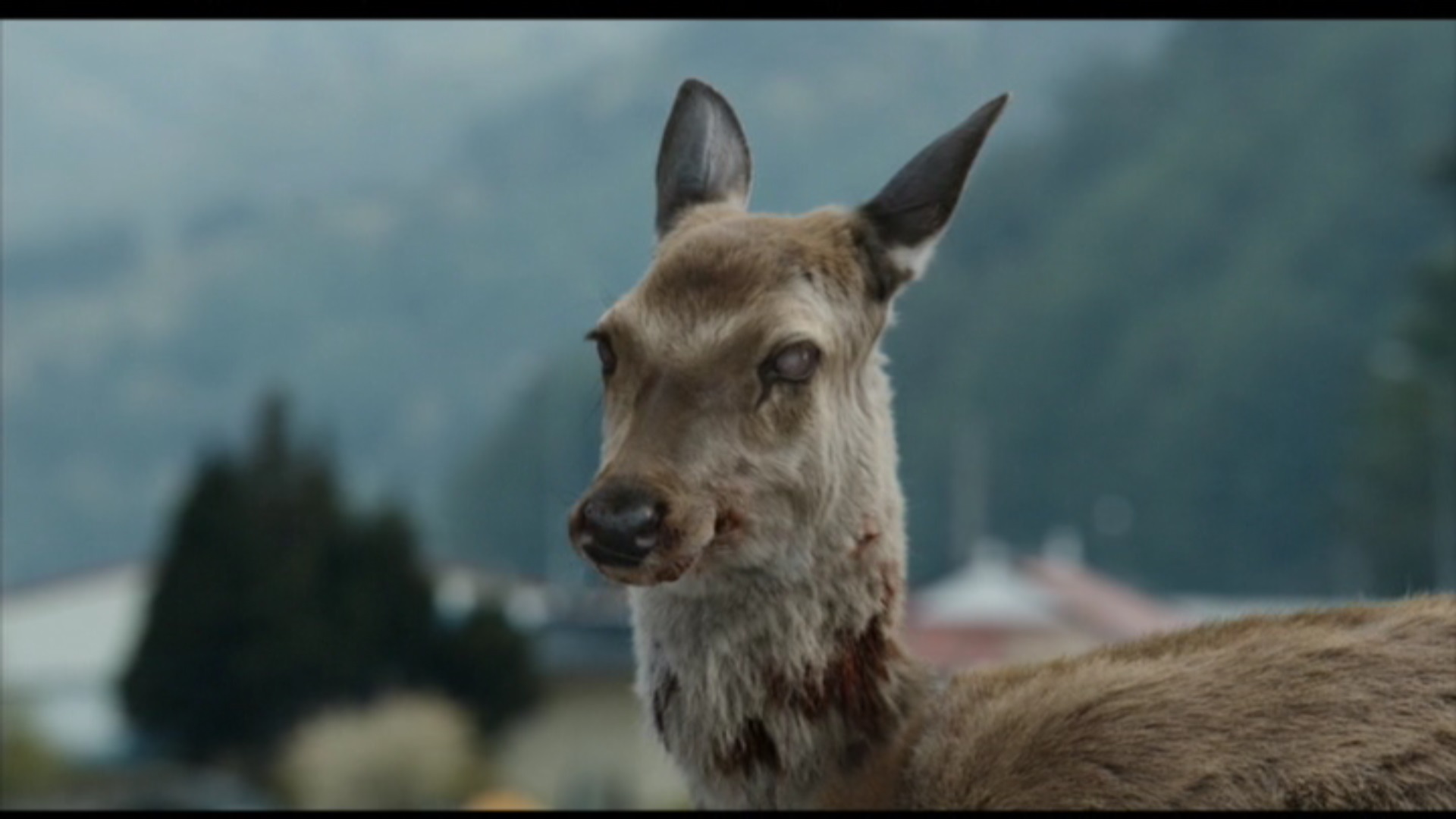 про зомби оленей. про зомби оленей. про зомби оленей. про зомби оленей. зомби олени в америке 2020.